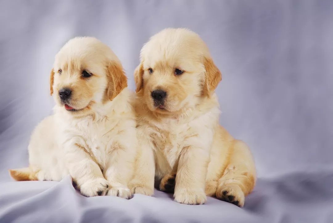 怎么挑选一只金毛幼崽,如何挑选小金毛犬