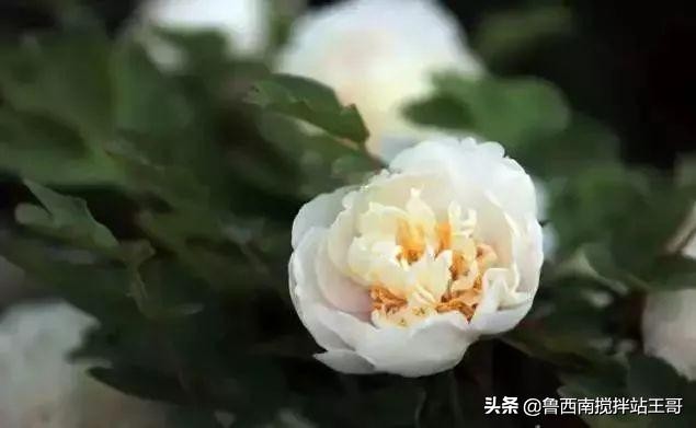 牡丹十大品种九大花系,牡丹进口品种图片及名称