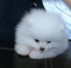 超级可爱呆萌的小奶狗,全种类小奶狗超萌合集