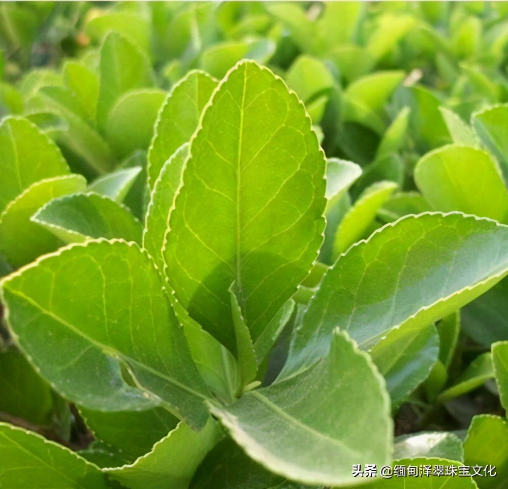 翡翠颜色的细节分类详解,翡翠帝王绿玉髓图片大全