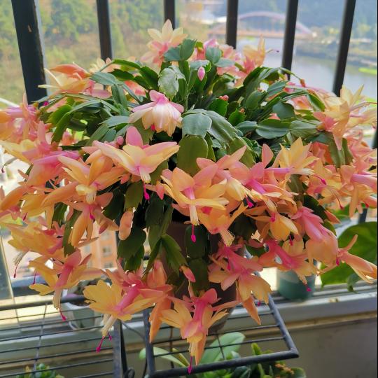 10种“吉利花”,“穷养”才能长大,越挤越壮实,越大越“旺家”