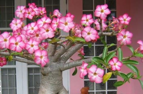 沙漠玫瑰叶子枯一半,沙漠玫瑰开完花了光秃秃怎么办