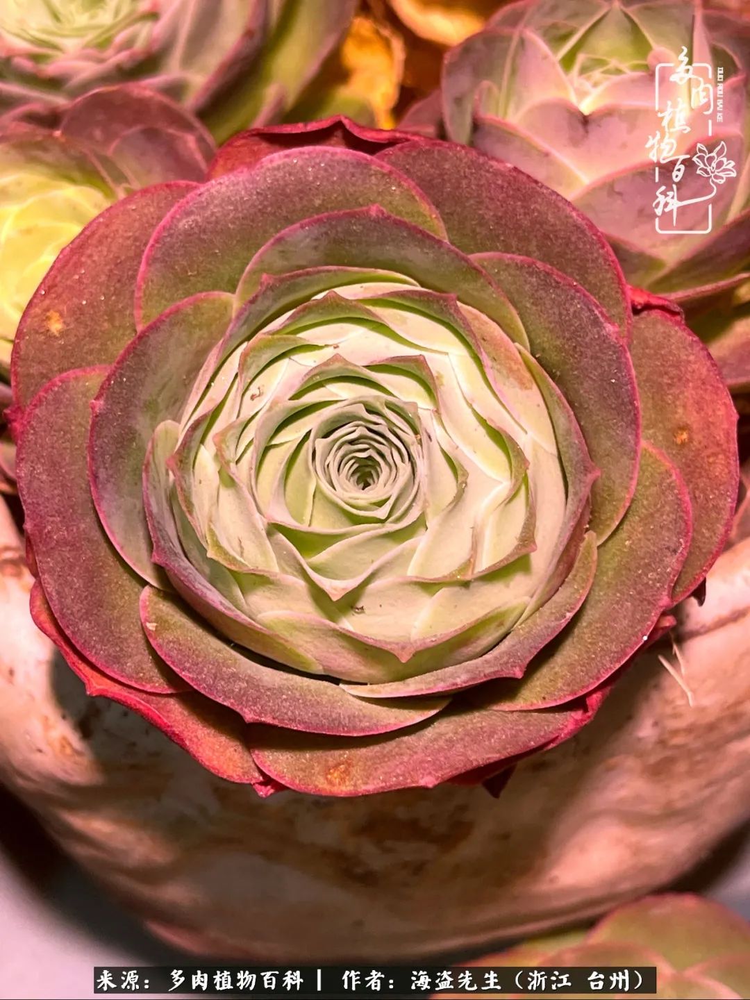 山地玫瑰养护顺口溜,山地玫瑰的养护种植注意事项视频