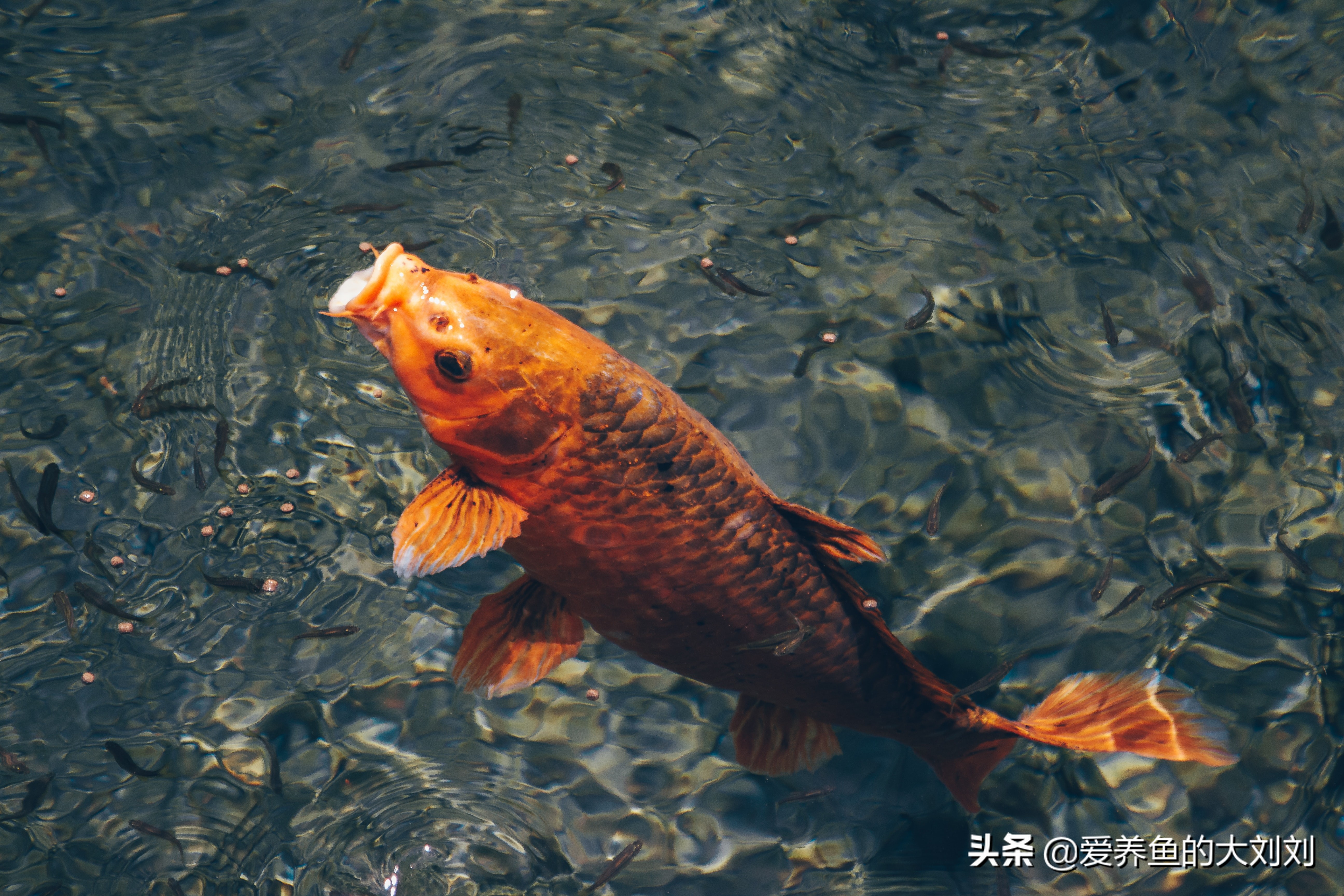 锦鲤烂尾烂鳍用高锰酸钾泡多久,锦鲤烂尾烂鳍充血怎么治