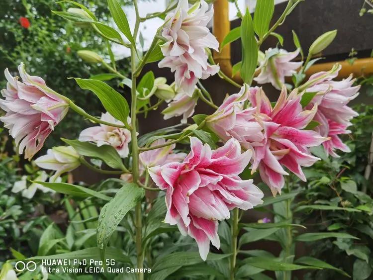 第七届园丁奖,第六届园丁奖奖励