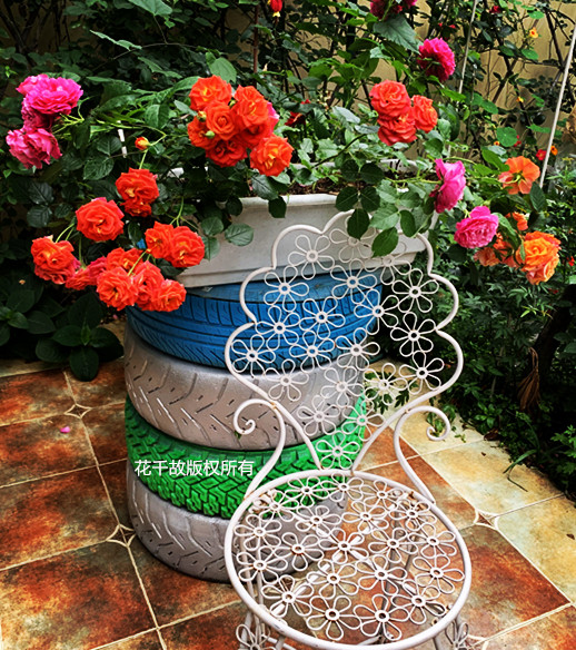 我的玫瑰仙境，请上坐！花市买来的“激素苗”，我这一招很好养活