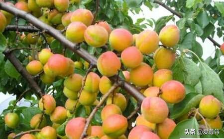 中国五大银杏大道,中国五大银杏基地排名