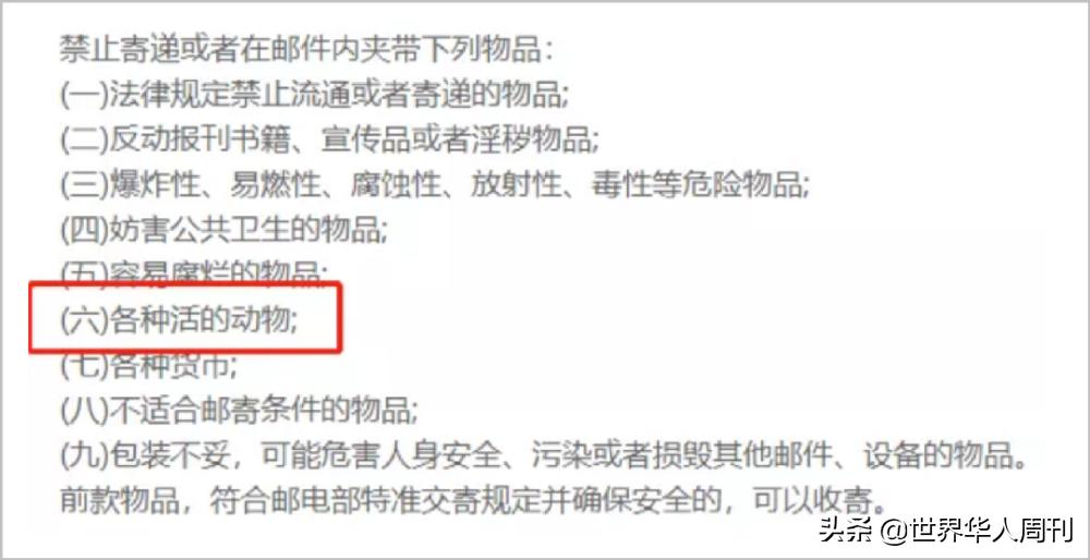 宠物生命当“惊喜”：鲜血淋漓的活体盲盒，成了当代年轻人的新宠