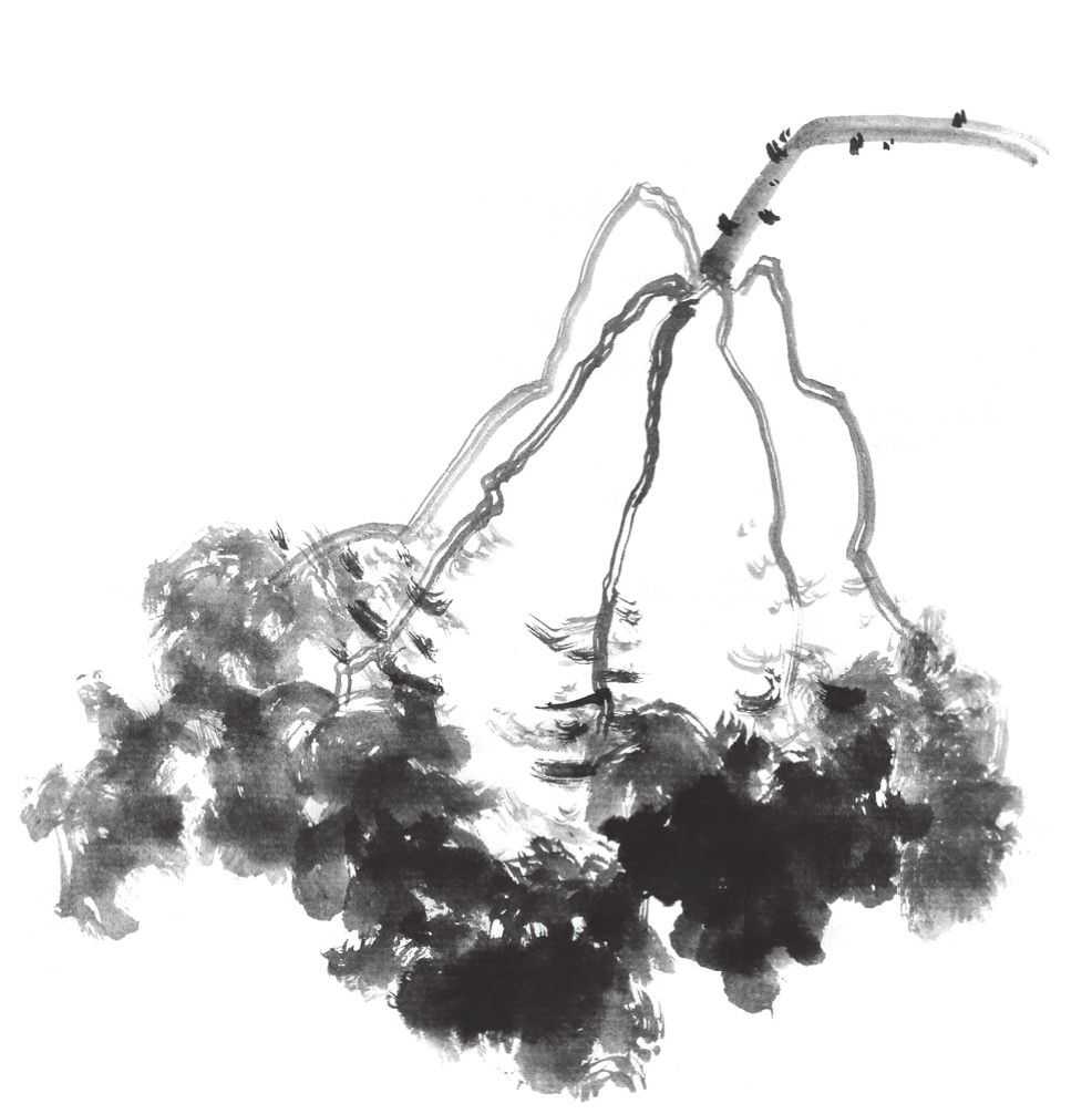 国画刘存惠荷花画法全视频,国画山水画教学视频荷花画法