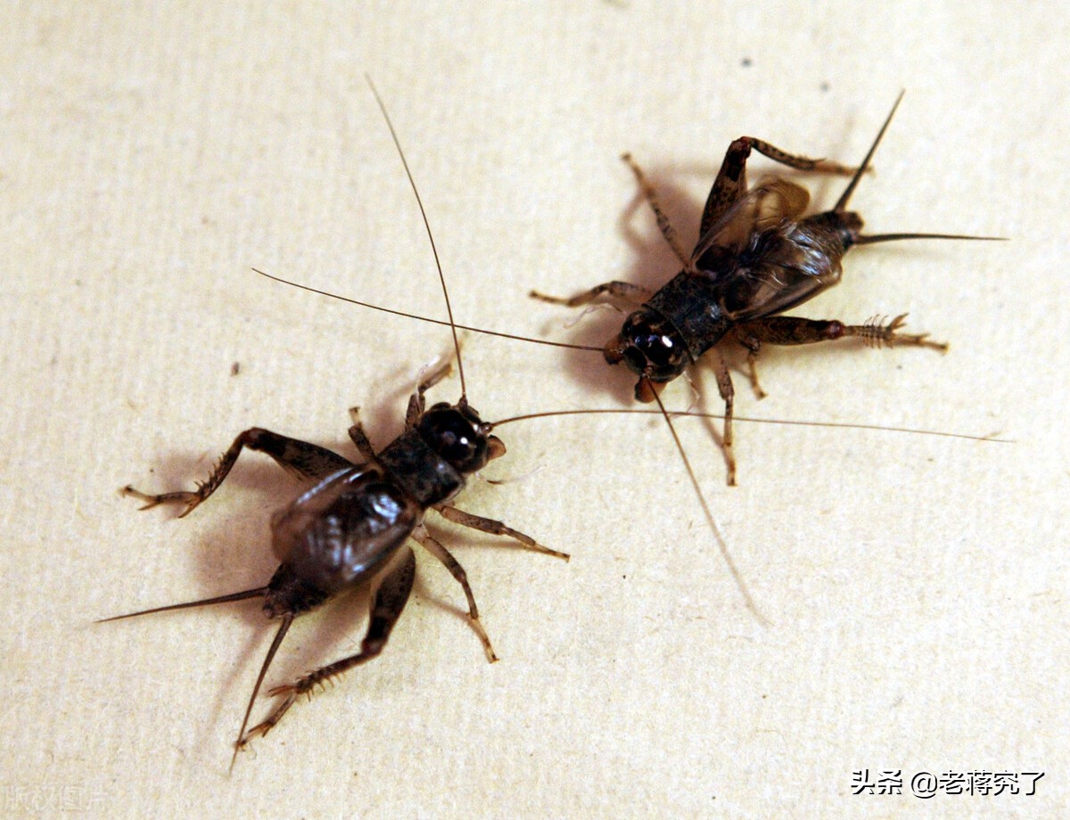 蟋蟀的捕捉讲解,老蒋讲虫子视频大全