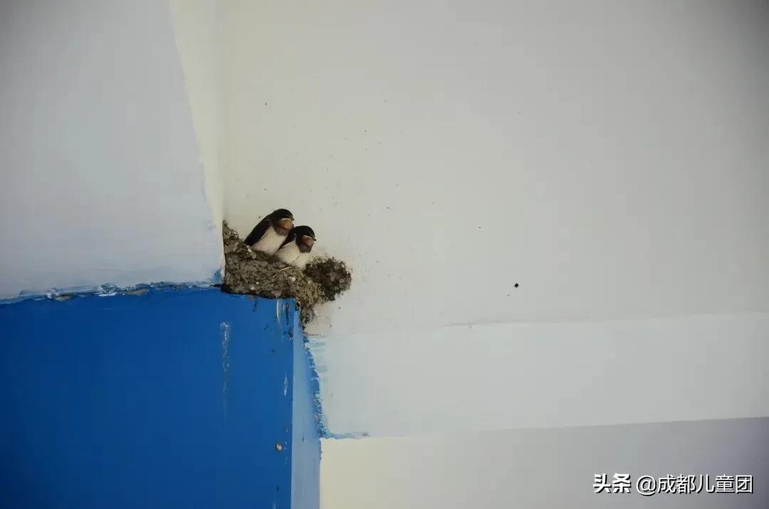 生态园的青蛙，屋檐上的燕子……都是成都这所小学的“校宠”