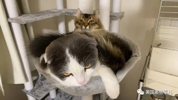 猫咪表情包喵星人,一组有故事的喵星人表情包