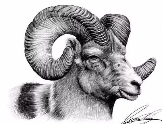 绱犳弿鍏ラ棬鍔ㄧ墿,绱犳弿鍔ㄧ墿瑙ｆ瀽