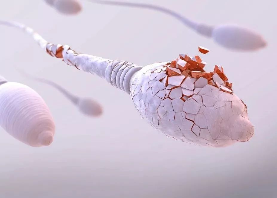 年龄大弱精少精怎么治疗最好,少精弱精无精和畸形率有关吗