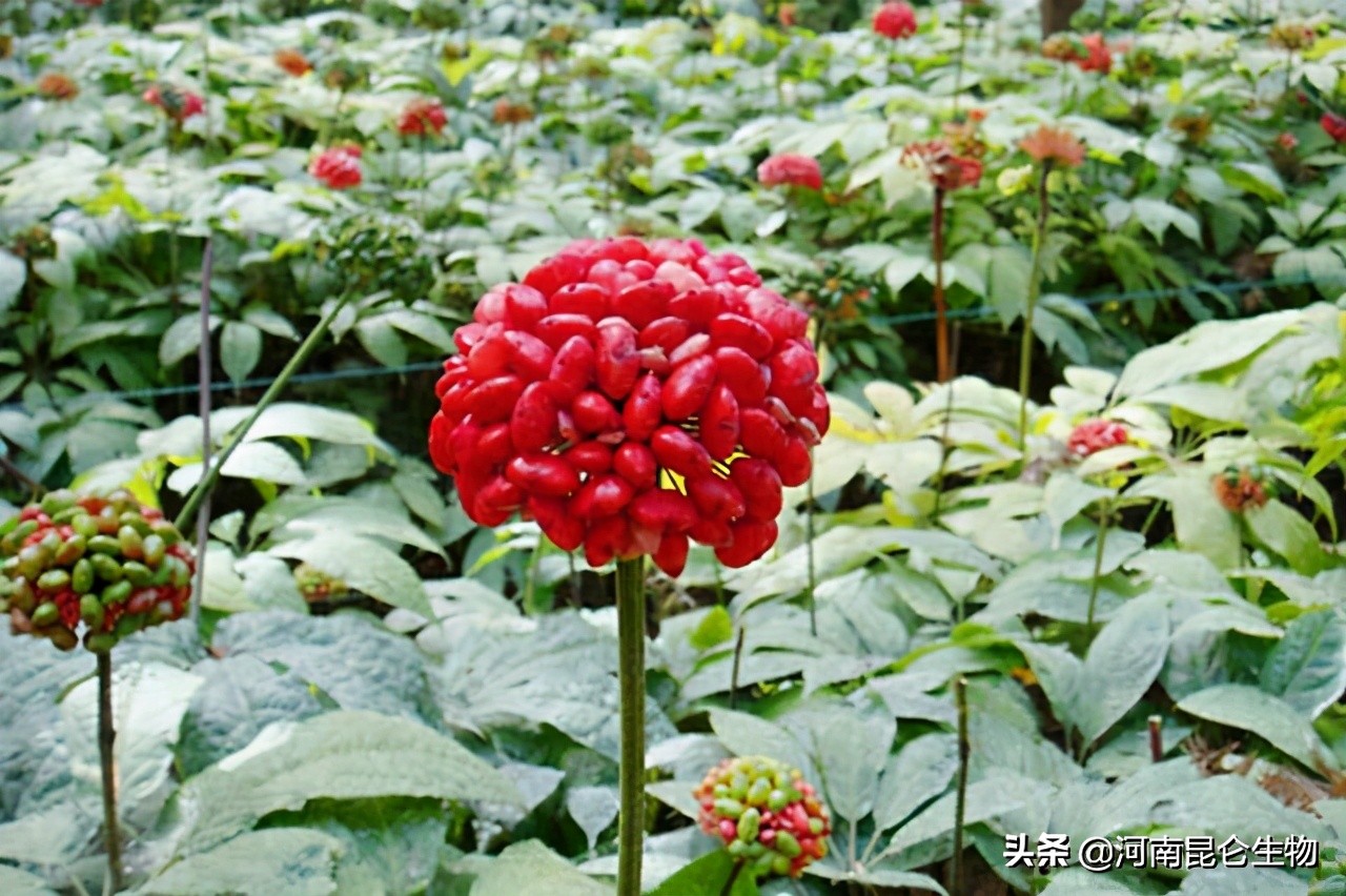 三七死苗烂根怎么治？三七重茬根腐用什么药好？三七黄叶病的防治