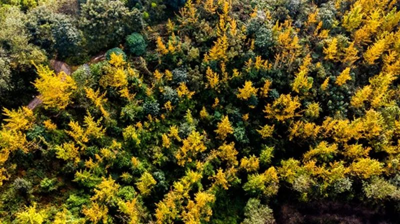 金黄色警报,黄色警报镜头