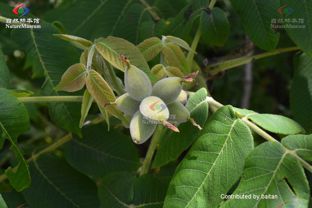北方常见的楸花类树种,北方常用绿化植物