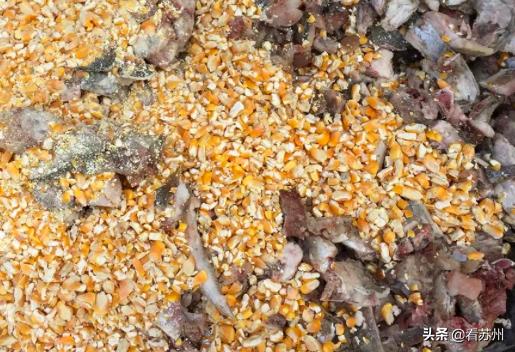 阳澄湖大闸蟹开售,吃货阳澄湖大闸蟹