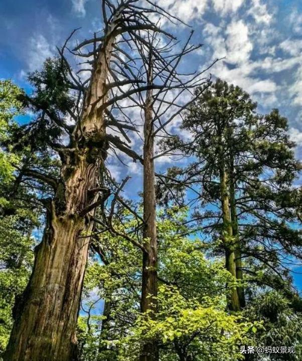 陈从周的园林作品有哪些,陈从周中国园林风格