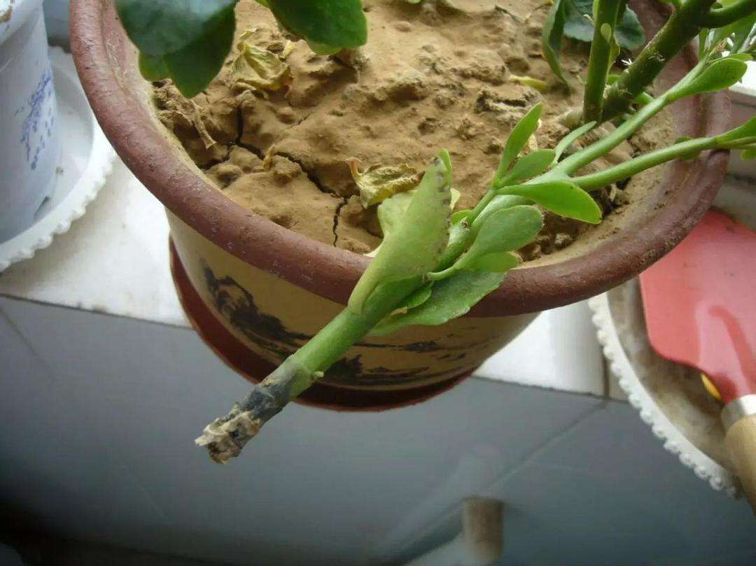 长寿花叶尖发黄是什么原因,长寿花叶子尖发黄是怎么回事