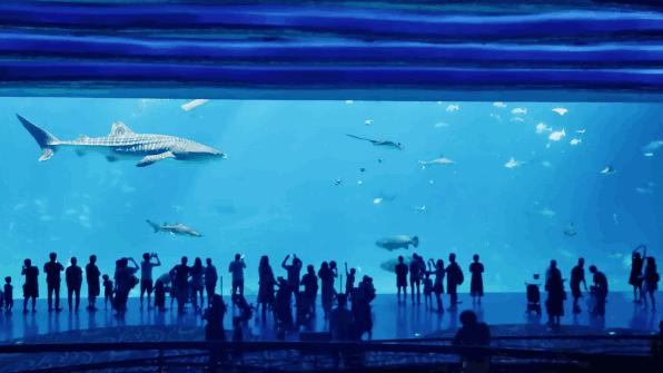 广州长隆怎么玩最划算攻略分享,广州长隆省钱攻略