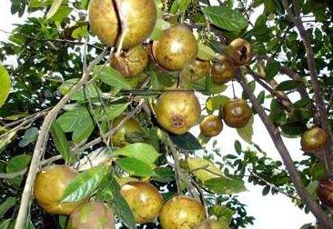 你知道“油茶树”吗？很多北方人都没见过