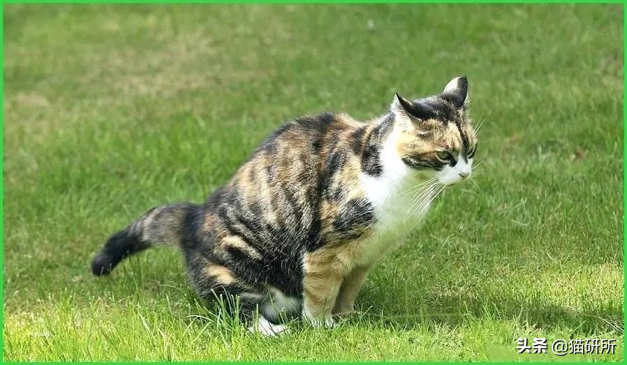 猫咪不用猫砂乱拉乱尿怎么办,猫咪尿味在家里怎么快速处理