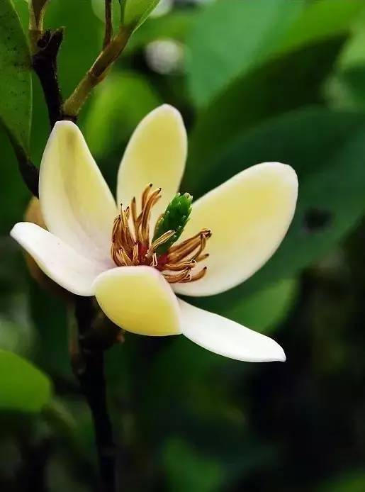 赏花时间表,赏花季节及图片