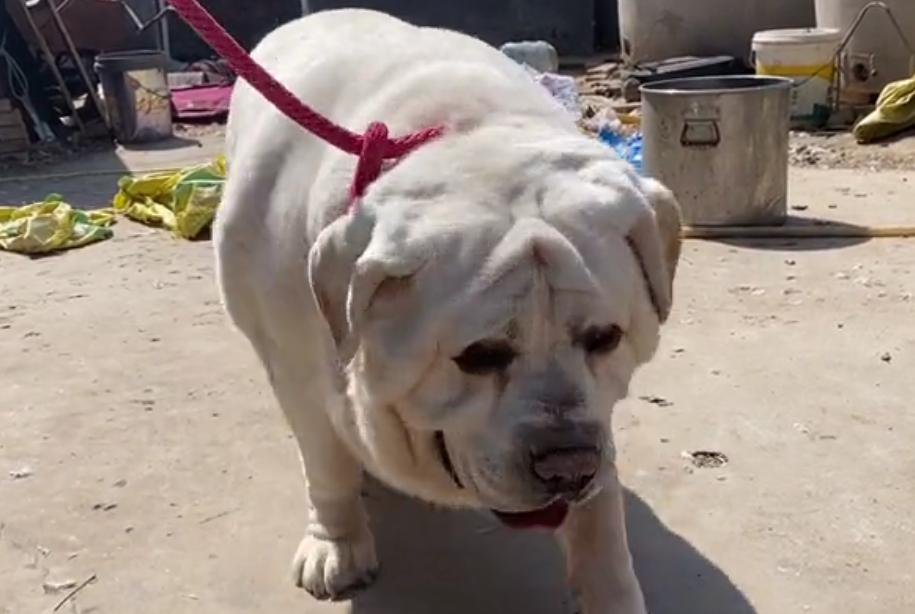 拉布拉多重120斤酷似小猪,拉布拉多82斤多少钱