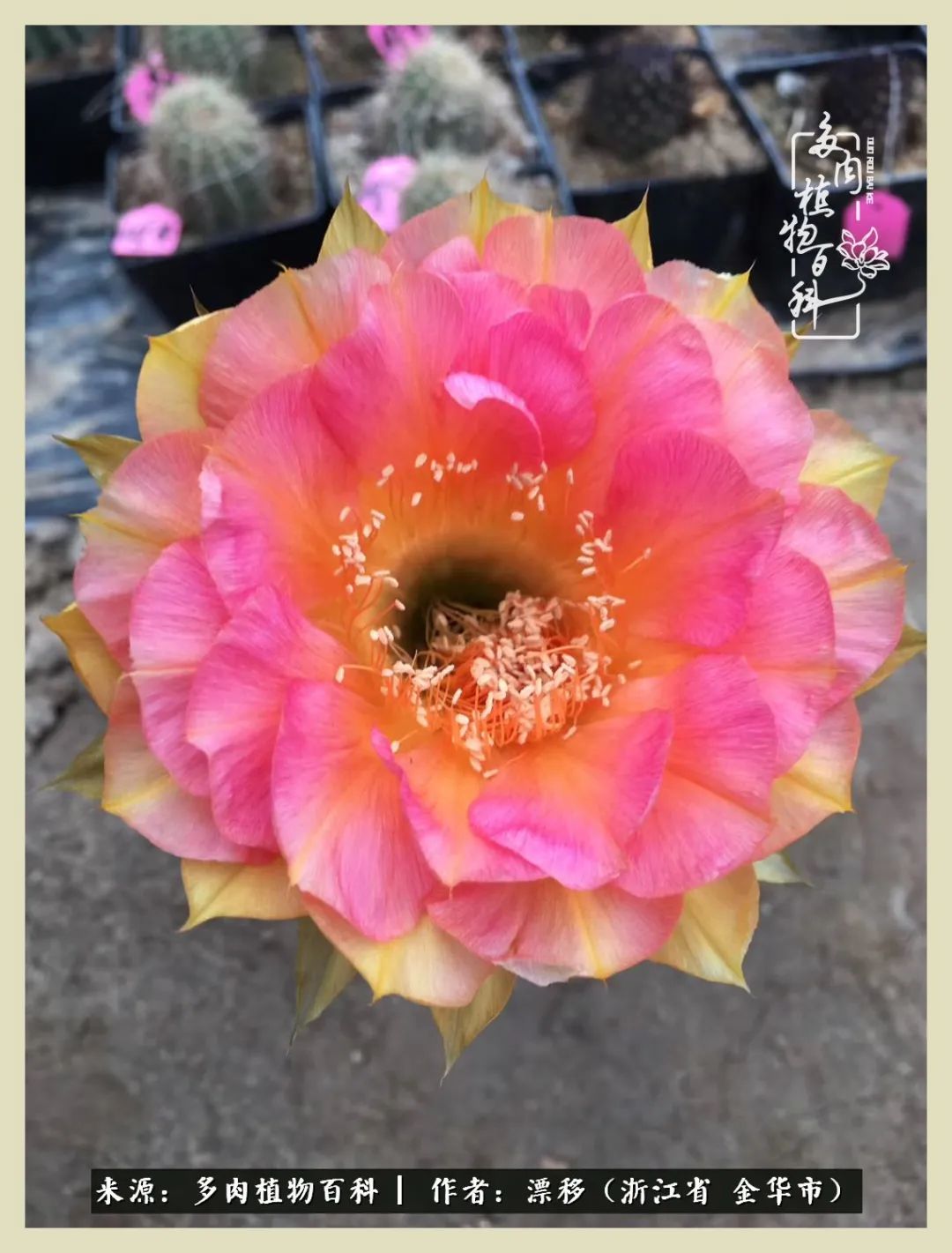 仙人球开花的惊艳瞬间,仙人球开花惊艳了6月