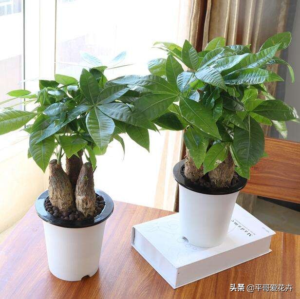 这3种花别碰,这3种花不要养