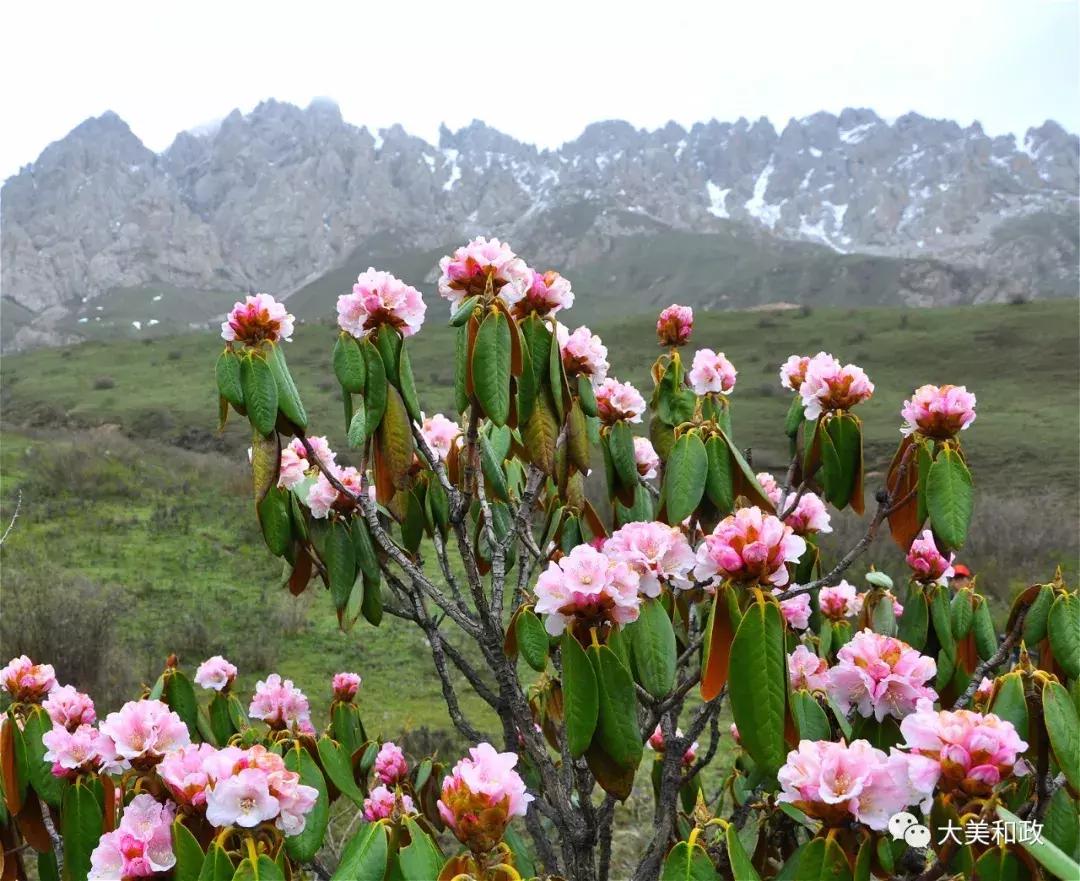 绿色和政春深夏浅风光好山美花浓待君来