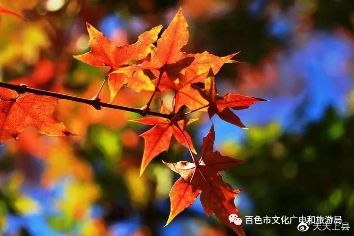 广西枫叶林观赏季节,广西赏枫叶的地方