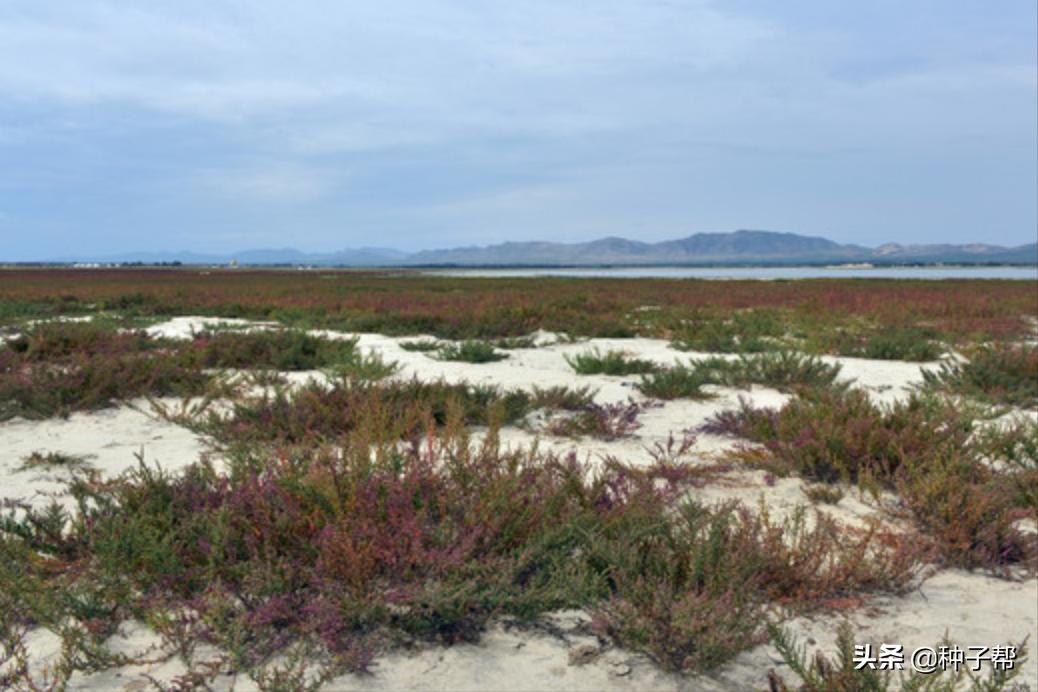 碱蓬草又名盐荒菜图片,碱蓬草怎么种植
