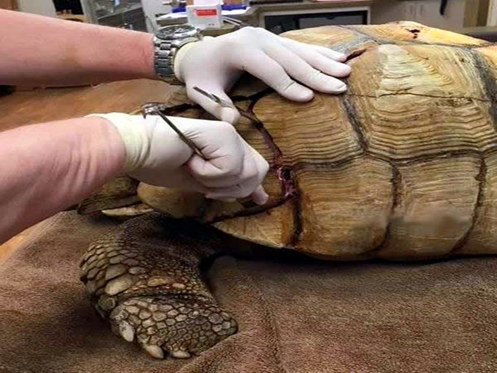 乌龟被挖出来,乌龟被剥了壳的样子