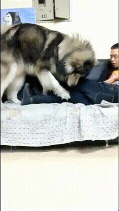 搞笑gif一看就是聪明人,搞笑gif趣图果然是亲生的笑死我了