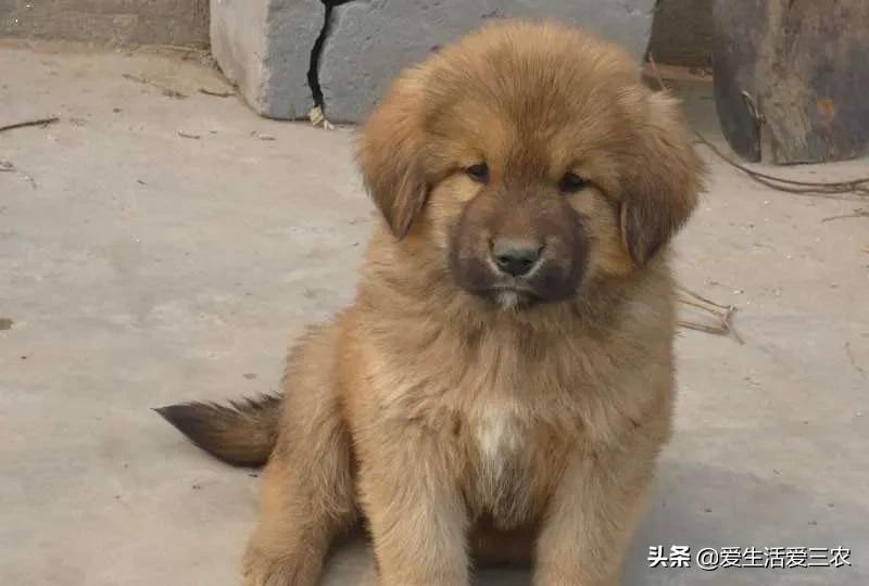 在农村做什么养殖业比较好,在农村适合做什么养殖业