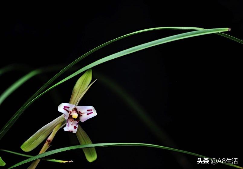中国兰花名品录,春兰兰花名品大全