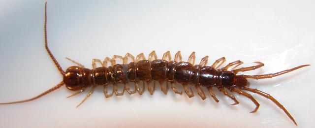 瓢虫害虫和益虫的区别图,益虫害虫有哪些视频