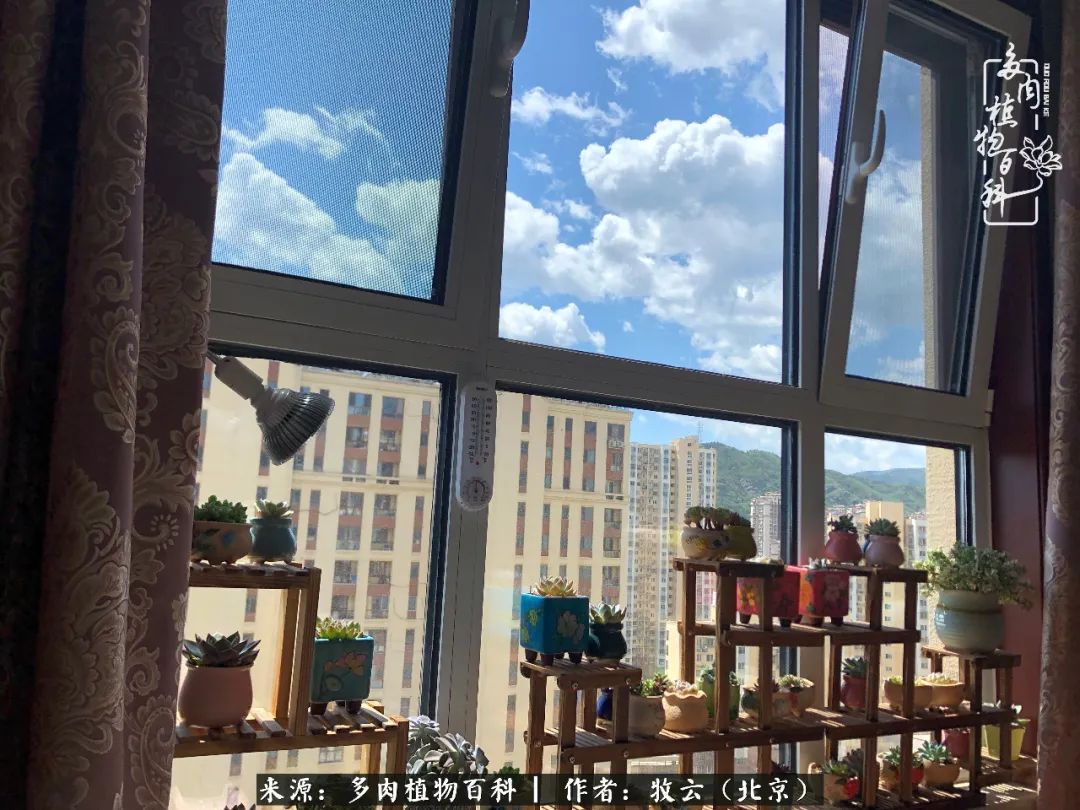 多肉植物生活,多肉生活充满诗意