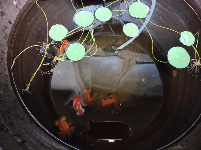 观赏鱼复口吸虫病怎么治,鱼体内虫怎么清除