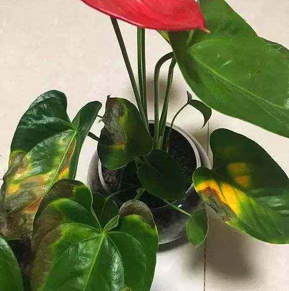 红掌冻害后怎么修剪,红掌受寒怎么办