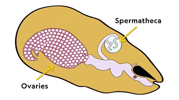 蜜蜂不为人知的小秘密,蜜蜂你不知道的秘密