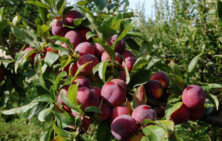 一听到菠萝就酸,盘点那些能让你疯狂流口水的水果