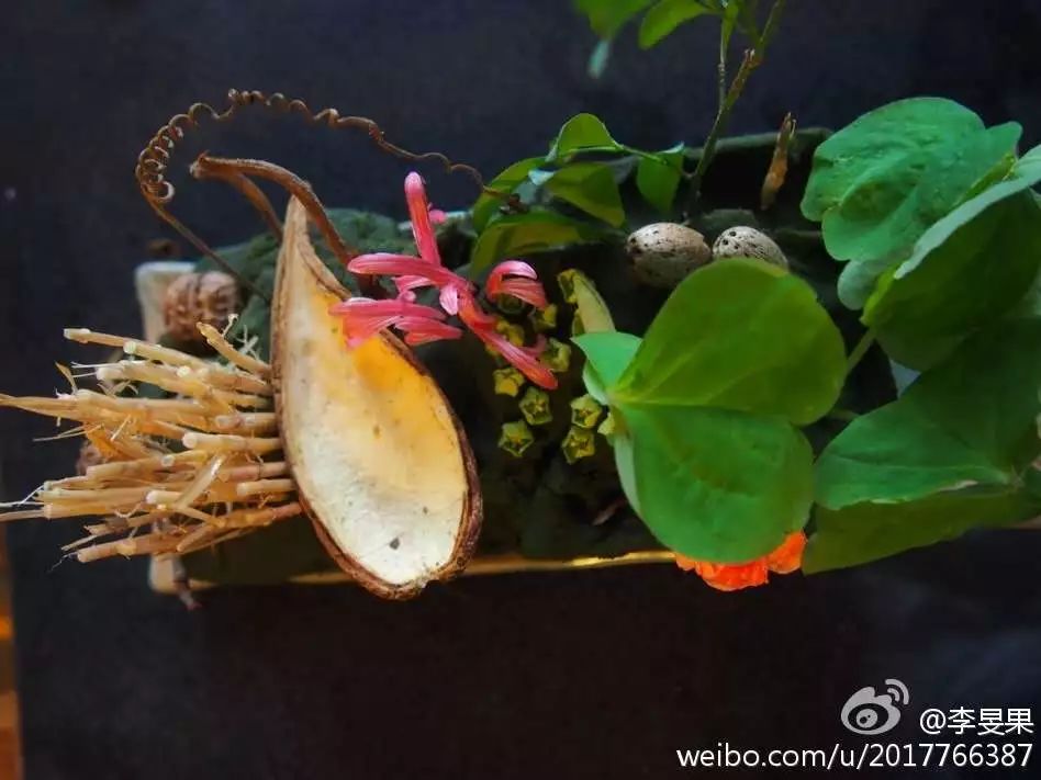 29岁不当记者，追随德国老公守护雨林，两女儿宛如天使，可不上学