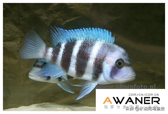 慈鲷品种及图片,慈鲷科都有哪些厉害的品种