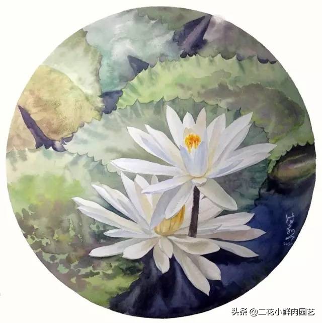 100种花卉绘画,100多张花卉线描手稿素材赶快收藏
