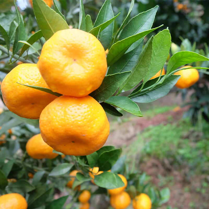 砂糖橘正不正宗,沙糖桔假货都有哪些品种