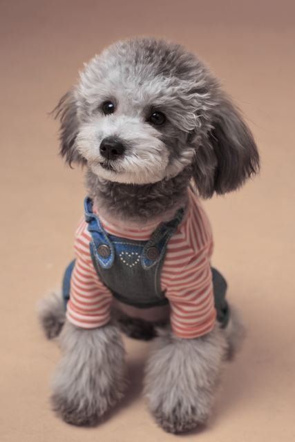 为什么要给狗狗喂蛋黄,为什么要给狗狗吃狗粮