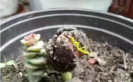 香木手串盘发绿,菩提手串如何快速盘发亮